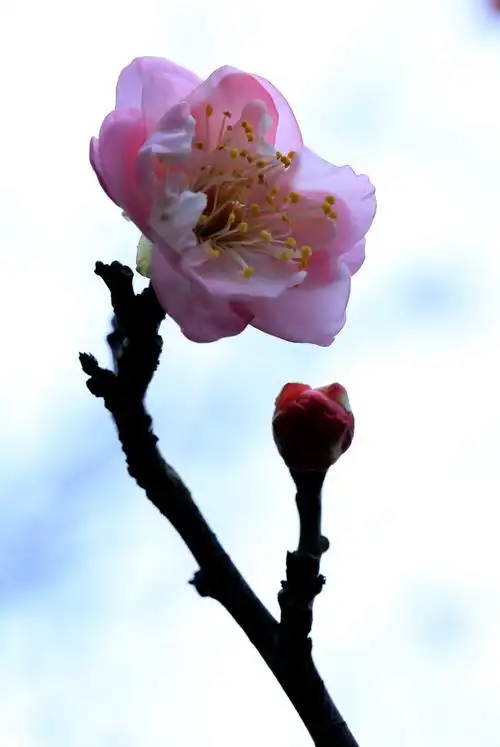 【萝岗香雪公园拍摄梅花摄影图片】生态摄影_太平洋电脑网摄影部落