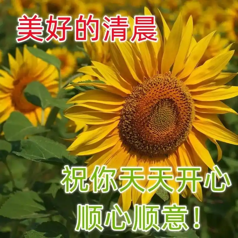 慰问朋友早上好问候语大全,最漂亮的早安图片带祝福语