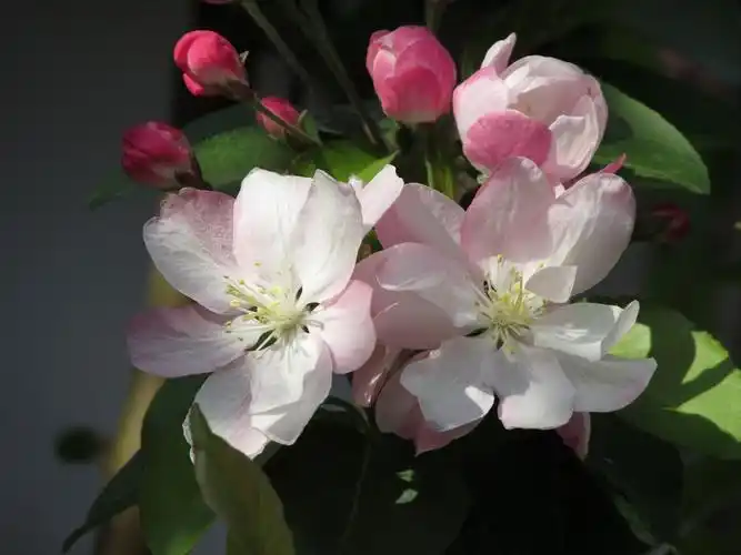 校园外的西府海棠花2022年天大海棠季天津大学1卡片机Ⅱ傻拍202212