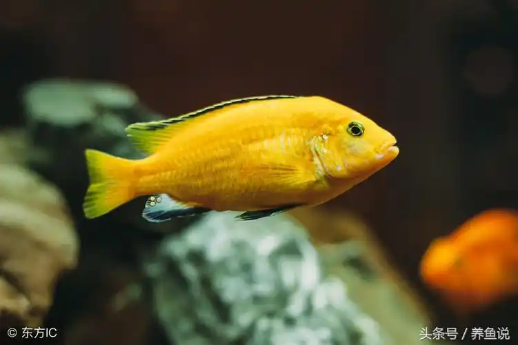 三湖慈鲷观赏鱼怎么养?关于它们的全介绍,都在这美图里