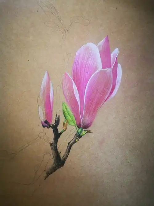 彩铅绘:《玉兰花》