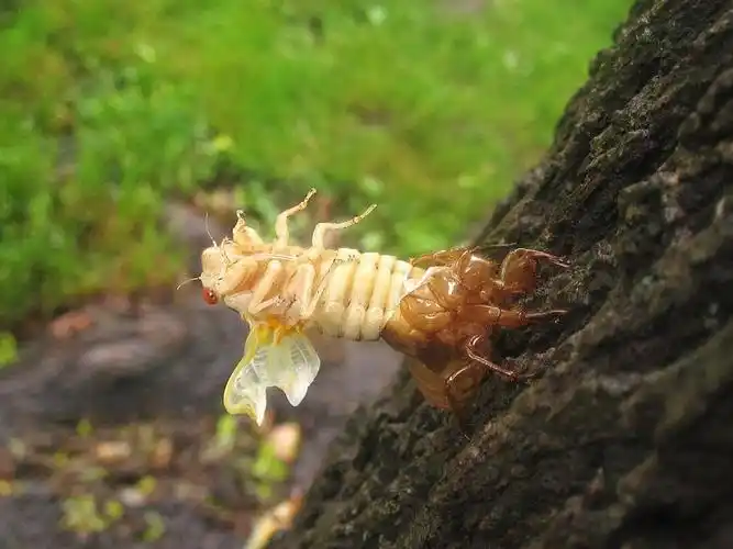 蝉的成语,蝉的一生人生哲理(金蝉脱壳丨玉米熊放学小报no.173)