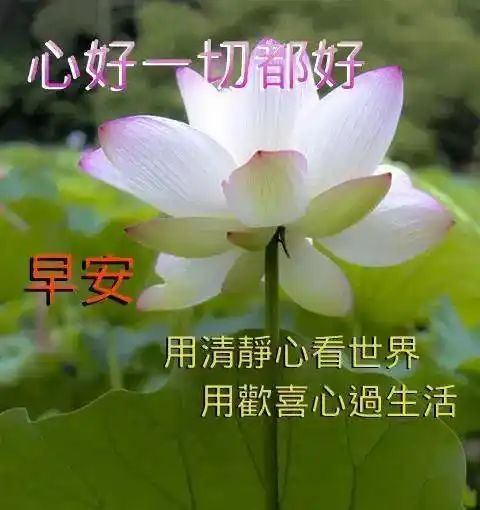 原创8张清新漂亮夏天早安早上好图片带字带祝福语免打字聊天的朋友圈