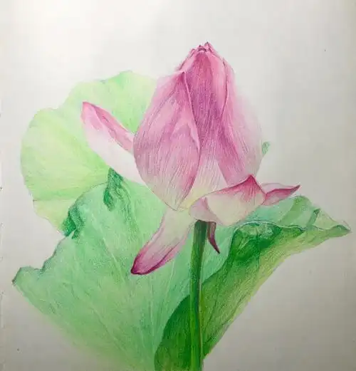 彩铅手绘荷花过程图来一组