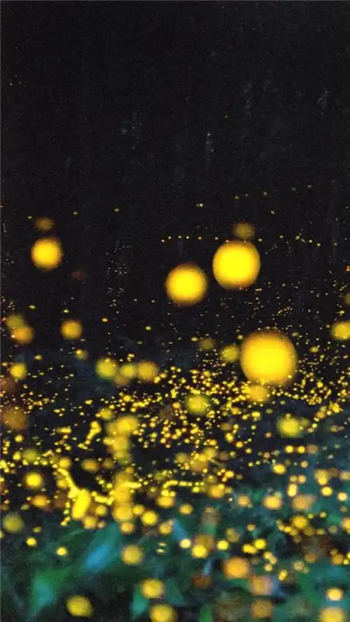 治愈系萤火虫唯美手机壁纸