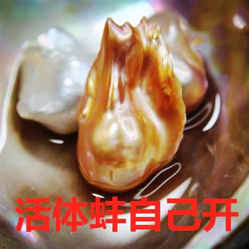 奢曼蒂(shemandi)淡水珍珠河蚌开蚌 取异形巴克珍珠自己diy鲜活可养
