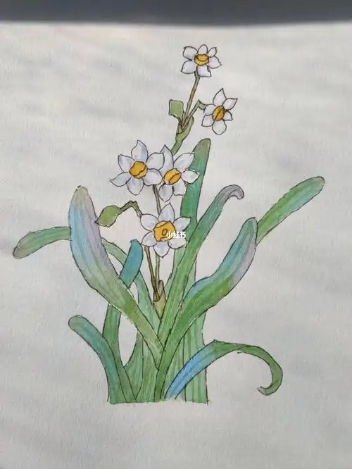 自学水彩水仙花