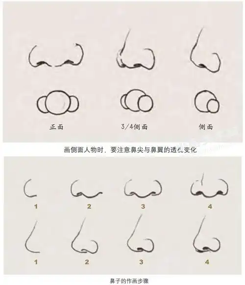 人物速写鼻子的结构与表现要点