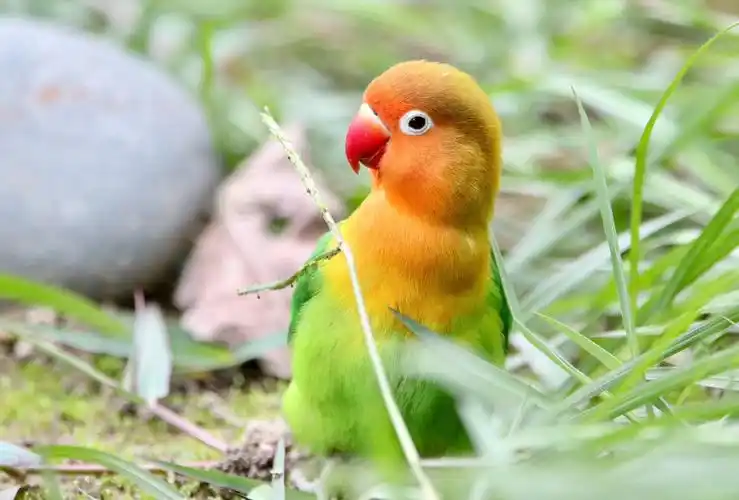 英文名:fischers lovebird 费氏牡丹鹦鹉(摄影:武刚)