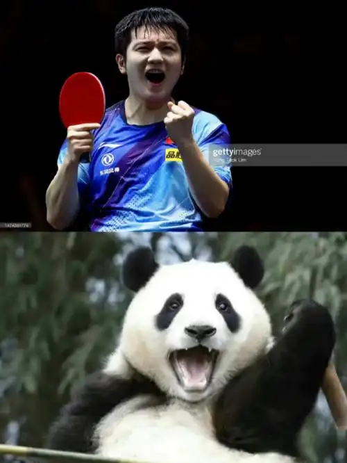 樊振东超话#樊振东减肥演我#论小胖与熊猫的适配度 (图源网络,侵删)