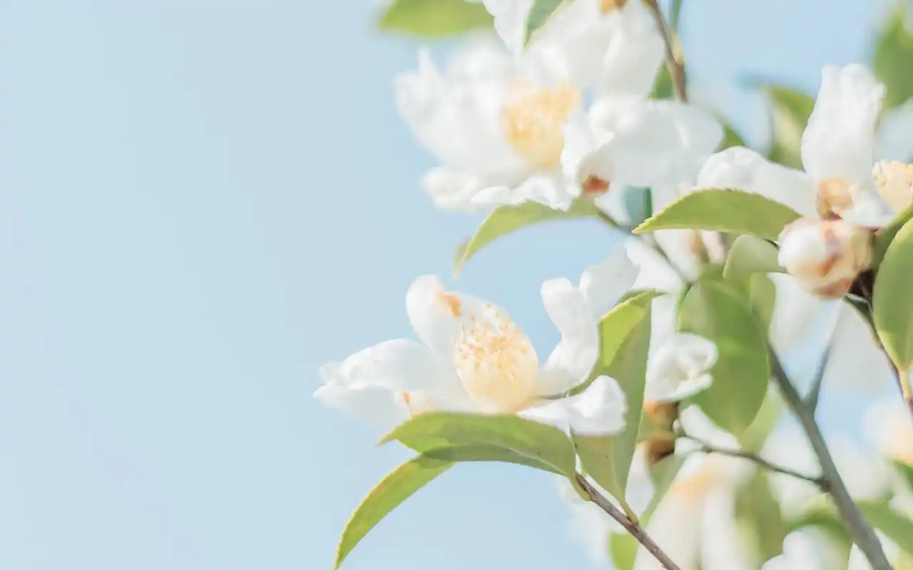 绿色护眼小清新植物高清图片壁纸