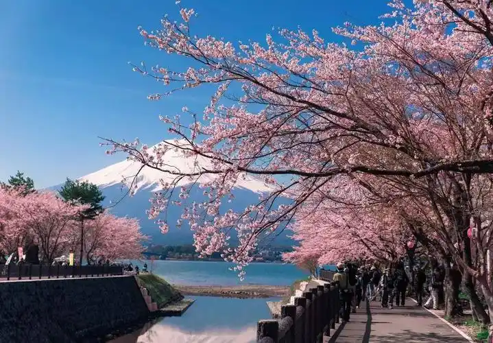莫负春光,日本最美樱花都在这儿!一次完美的赏樱之旅,简直美上天了