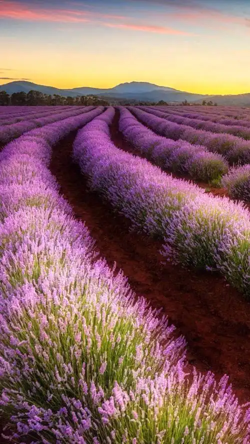 浪漫的薰衣草,风景-手机壁纸