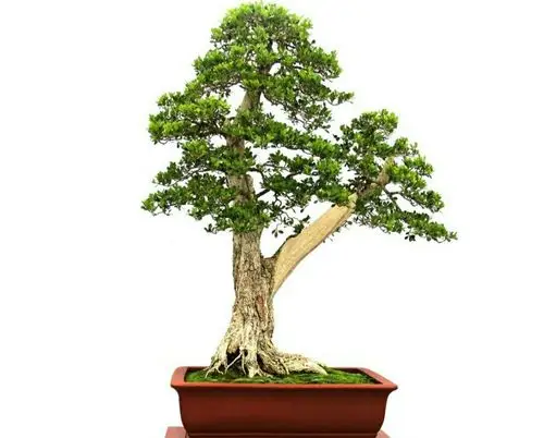 黄杨盆景(黄杨盆景养殖方法和注意事项)