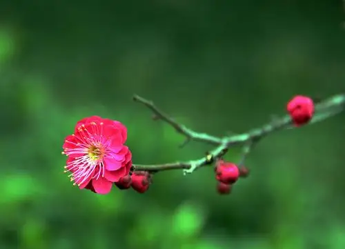 新春聊赠一枝梅
