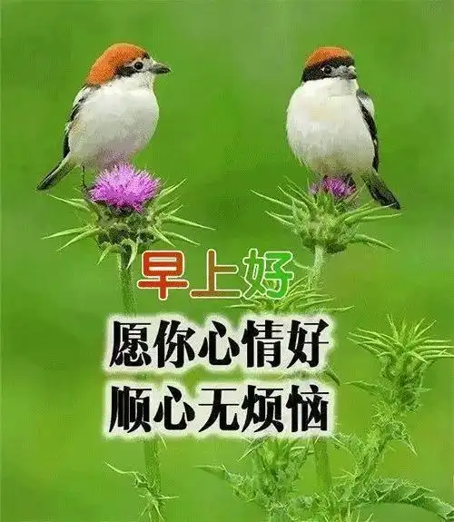 2020年4月16日早上好图片周四早安图片带字带祝福语