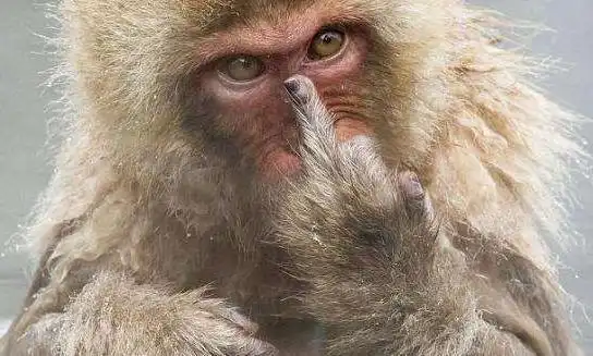 冲别人竖中指手势是什么意思?fuck you?