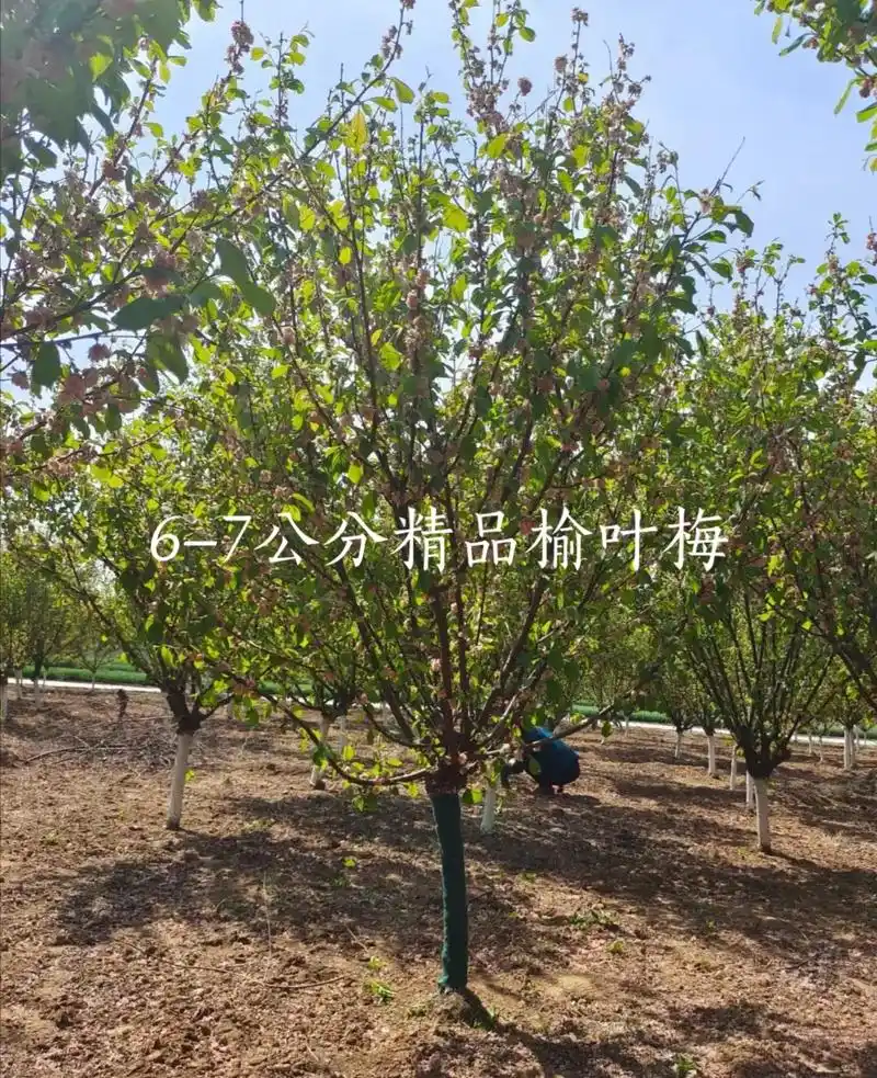 诚信苗木人 #榆叶梅 #曲阳添绿苗圃场 - 抖音