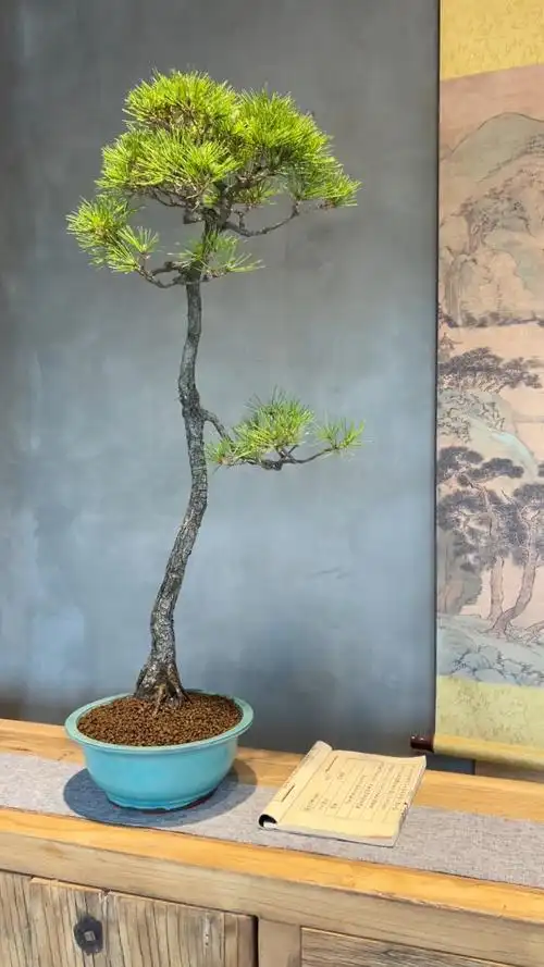 一颗丰满度很好的文人黄山松盆景.