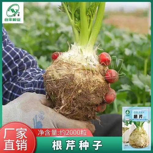 四季地中海根芹种子根芹菜种籽菜籽芹菜种子阳台庭院蔬菜种子