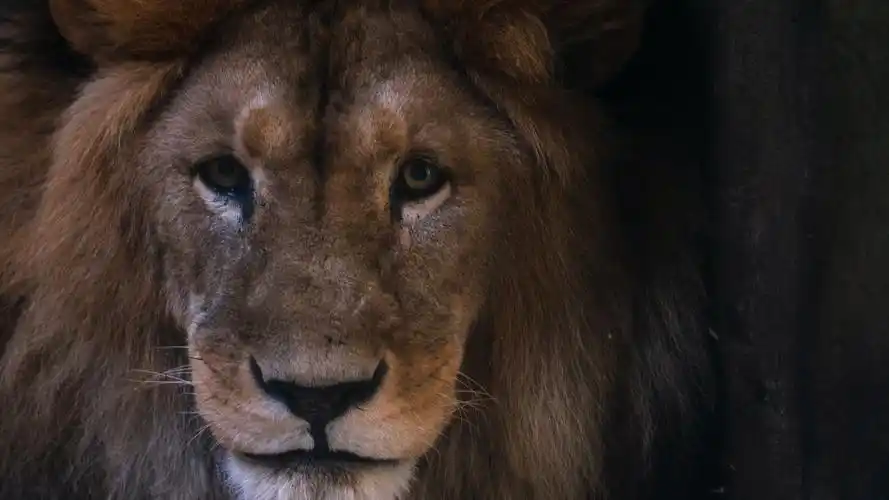 狮子壁纸【24】