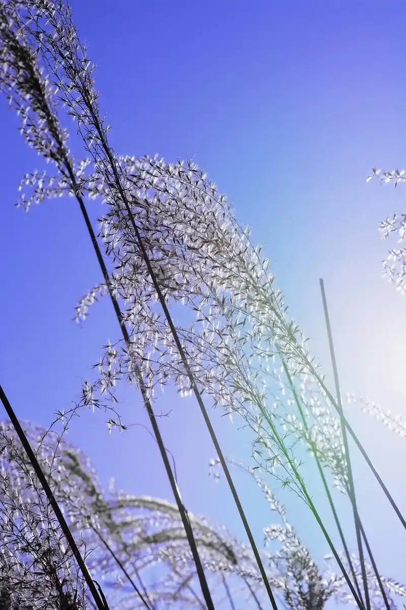 因为那天阳光很好 #摄影 #我的摄影日记 #治愈系风景 #蓝 - 抖音