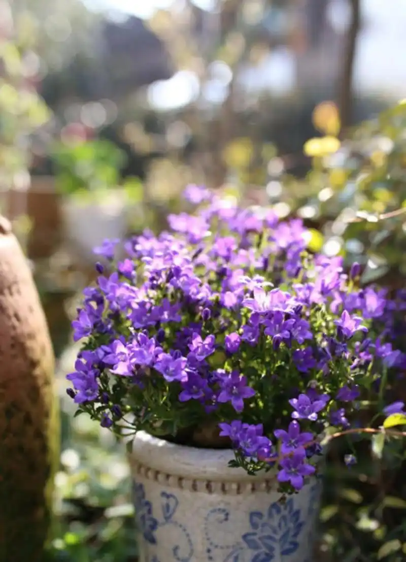 文艺感爆棚的花卉,送给有格调的她(他) 丹麦风铃草新品种,清新北欧风
