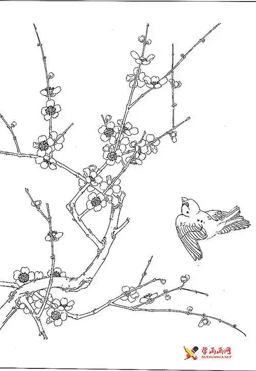 白描梅花图片大全