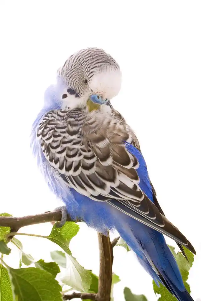 鹦鹉,蓝鹦鹉坐在树枝上,白色上孤立