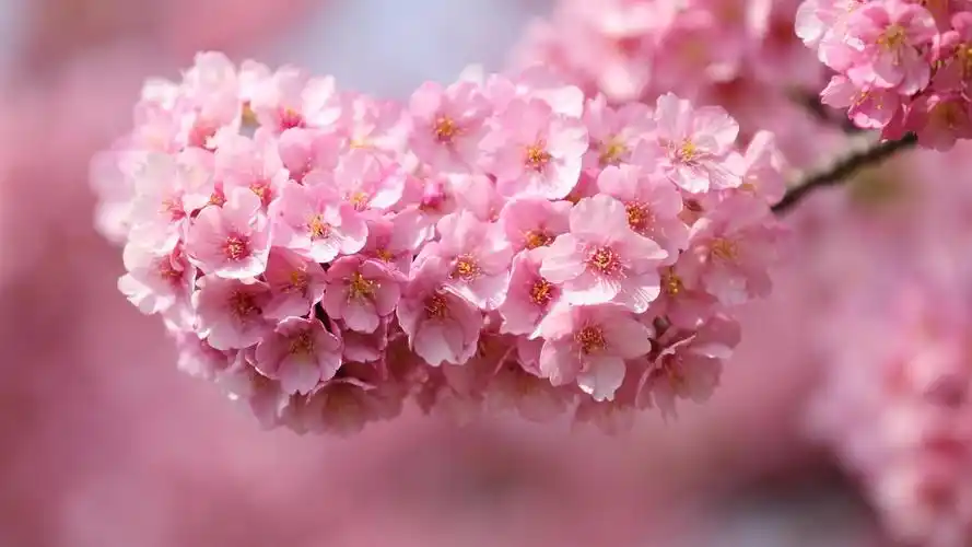 唯美清新花卉植物高清桌面壁纸