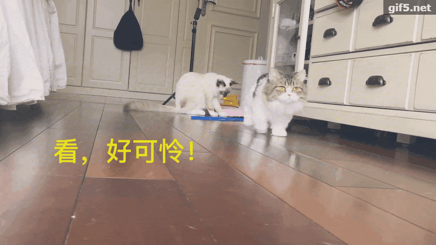 猫咪的腿瘸了, 医生检查后说一切正常, 原来你是这样的戏精!