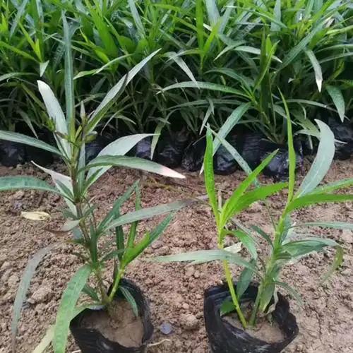 翠芦莉小苗 蓝花草袋苗 兰花草地被苗 花坛花境种植苗木