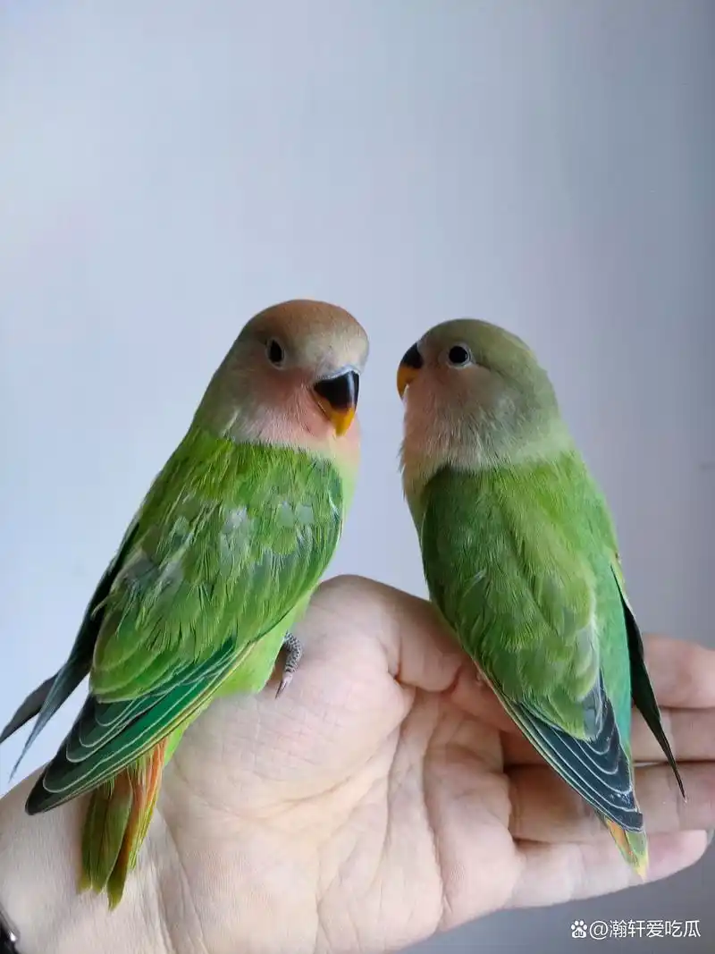 红头绿闪牡丹鹦鹉