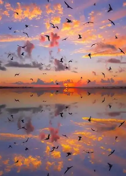 小草,花朵交相辉印,心情朋友圈背景图海水,蓝天,垂叶,意境朋友圈背景