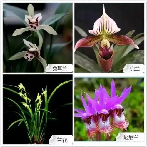中国十大名花之四!68种兰花(附有种名)请您欣赏