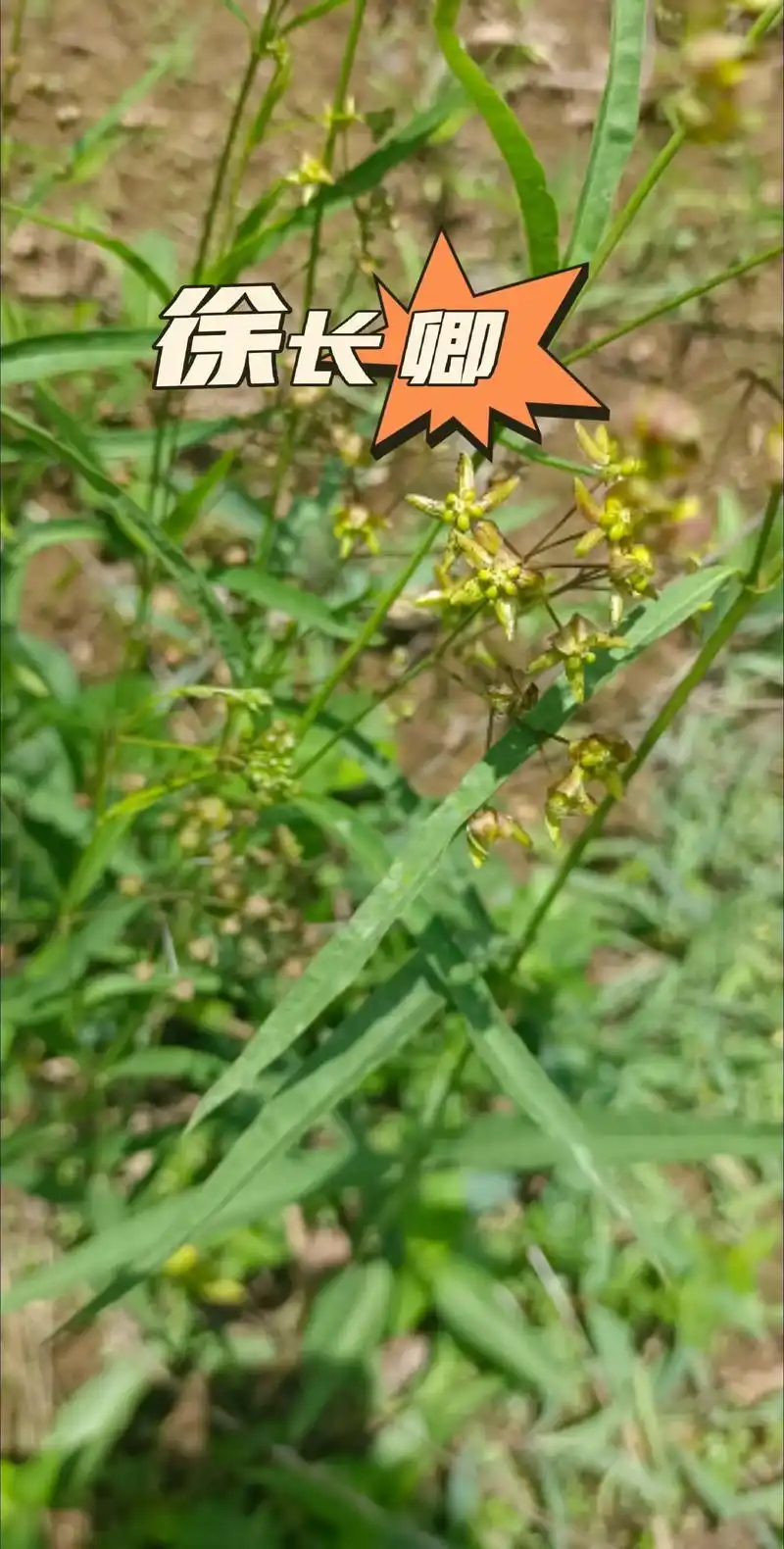 每日认识一种植物.徐长卿 
徐长卿是夹竹桃科白前属多年生直立