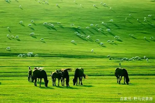 盘点中国最美的6大草原.景色各有千秋,你最钟意哪一款?