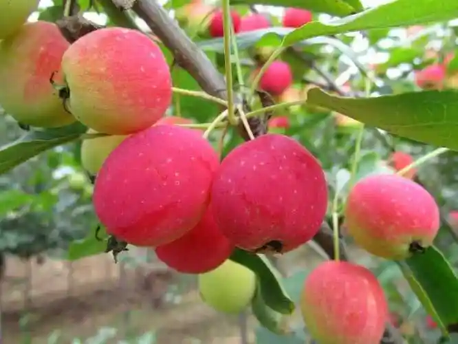 白兰地北美海棠苗