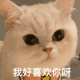 历史回顾网红猫咪猫咪奶团子表情包二