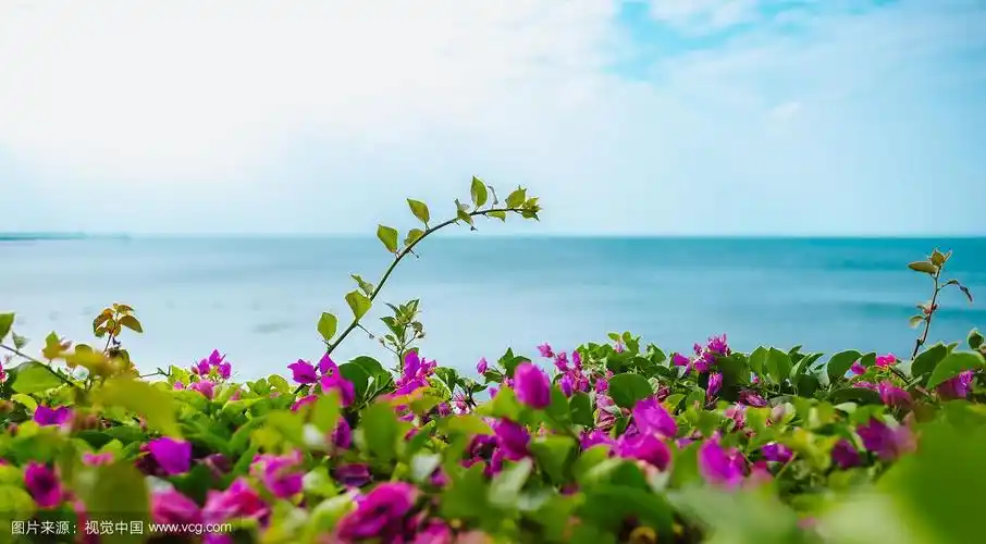 海景粉红色花.