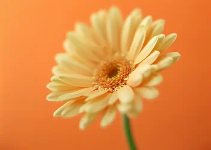 壁纸,植物,花,2950x2094尺寸壁纸-回车桌面