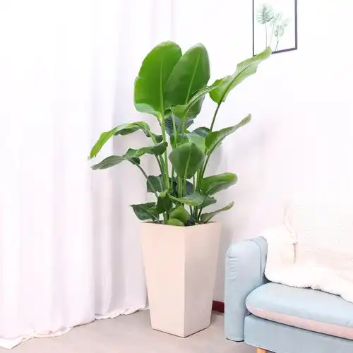 天堂鸟杭州绿植花卉盆栽叶盆栽鹤望兰大型观办公室客厅大型绿植