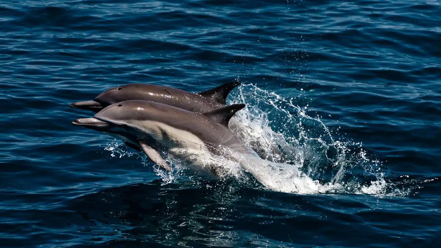 生物世界电脑壁纸(二)高清大图预览1920x1080_动物壁纸下载_美桌网