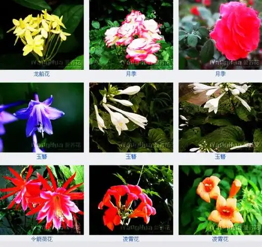 【转载】百花图谱展!每种花卉都标有花名