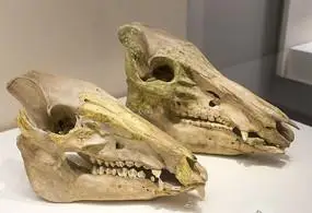 猪头骨动物头骨制作猪獾的下颌骨整齐的猪獾牙齿1993年