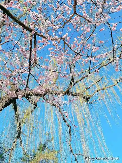 春日限定美图:桃花嫣然出篱笑,似开未开最有情