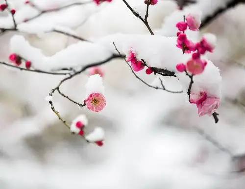 点绛唇·忆寒梅