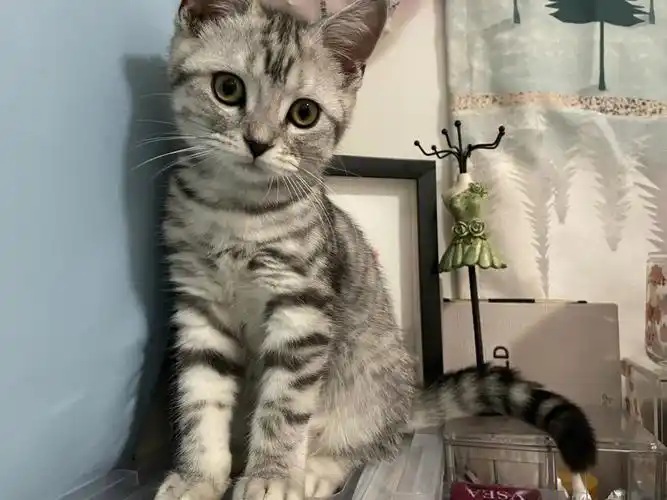 来人告诉我美短这个花纹叫啥