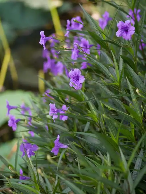 【紫花翠芦莉】