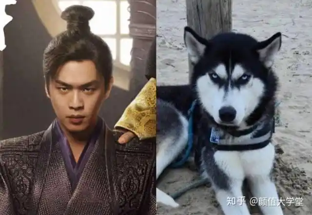 庆余年张若昀撞脸哈士奇单眼皮竟然也能这么可爱